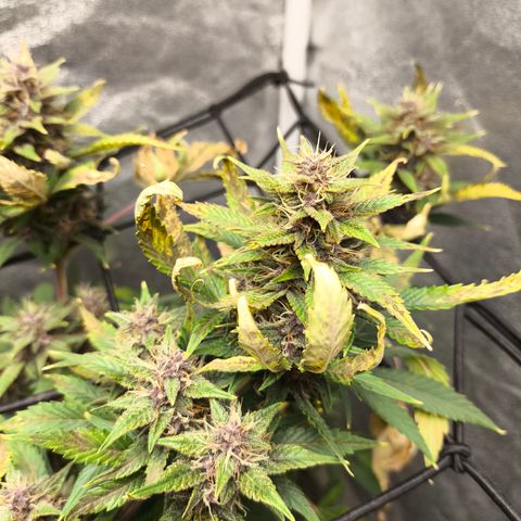 Apricot Auto growlog timeline photo