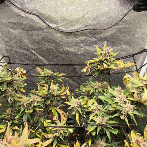 Apricot Auto growlog timeline photo