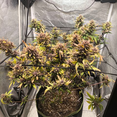 Lemon Cherry Cookies Auto growlog timeline photo