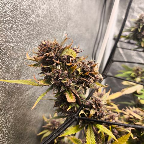 Lemon Cherry Cookies Auto growlog timeline photo
