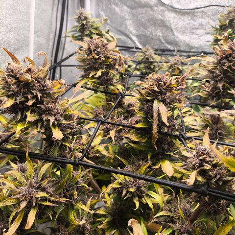 Lemon Cherry Cookies Auto growlog timeline photo