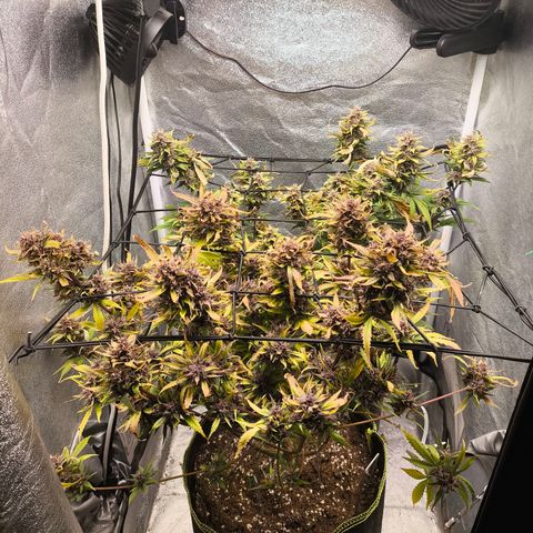Apricot Auto growlog timeline photo