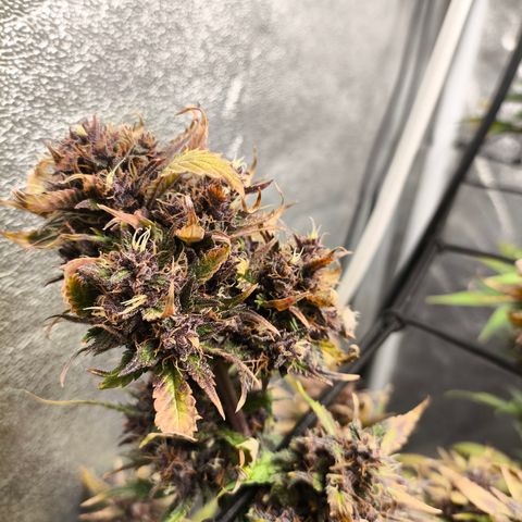 Lemon Cherry Cookies Auto growlog timeline photo