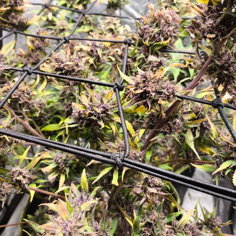 Lemon Cherry Cookies Auto growlog timeline photo