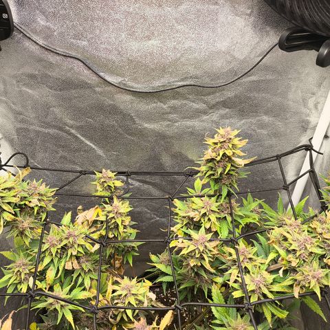 Apricot Auto growlog timeline photo