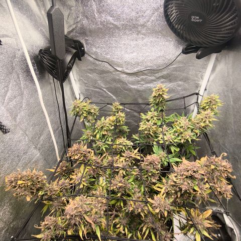 Apricot Auto growlog timeline photo