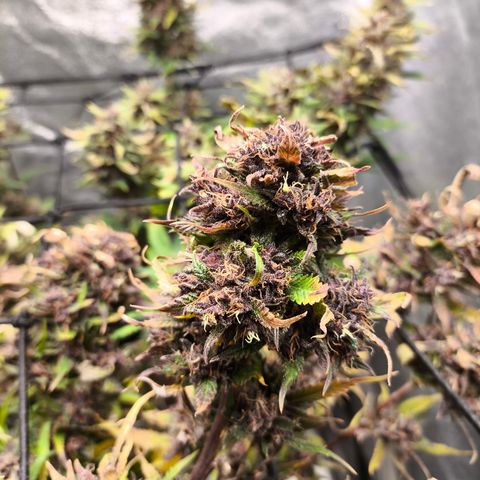 Lemon Cherry Cookies Auto growlog timeline photo