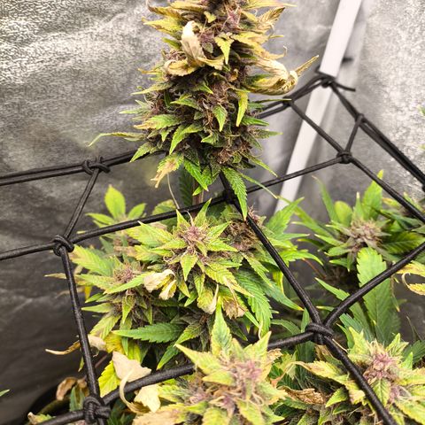 Apricot Auto growlog timeline photo