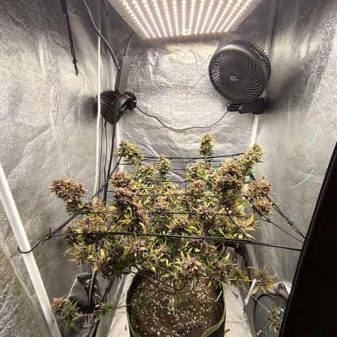 Apricot Auto growlog timeline photo