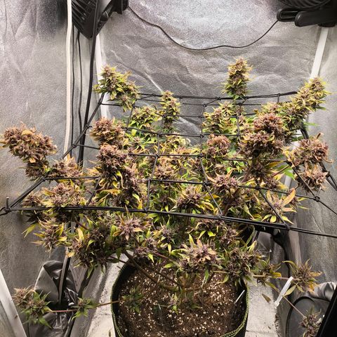 Apricot Auto growlog timeline photo