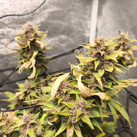 Apricot Auto growlog timeline photo