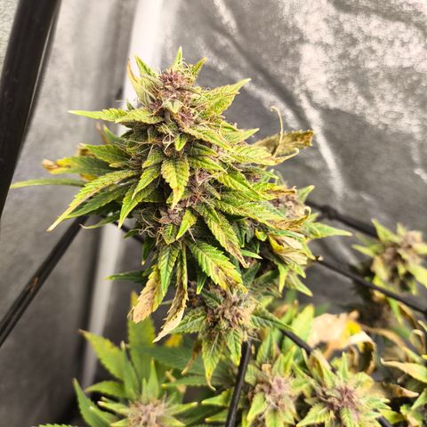 Apricot Auto growlog timeline photo