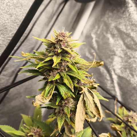 Apricot Auto growlog timeline photo