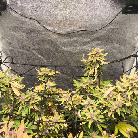 Apricot Auto growlog timeline photo