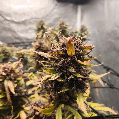 Lemon Cherry Cookies Auto growlog timeline photo