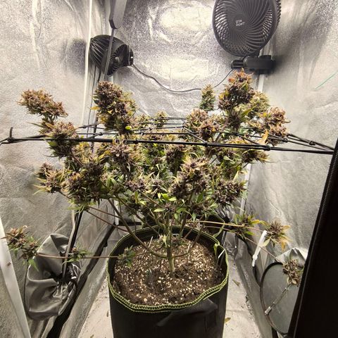 Lemon Cherry Cookies Auto growlog timeline photo