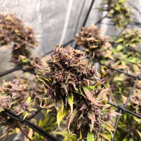 Lemon Cherry Cookies Auto growlog timeline photo