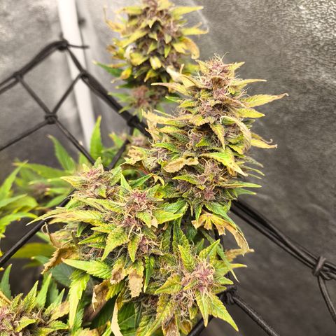 Apricot Auto growlog timeline photo