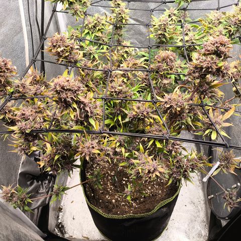 Apricot Auto growlog timeline photo