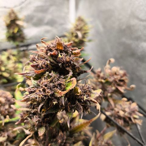 Lemon Cherry Cookies Auto growlog timeline photo