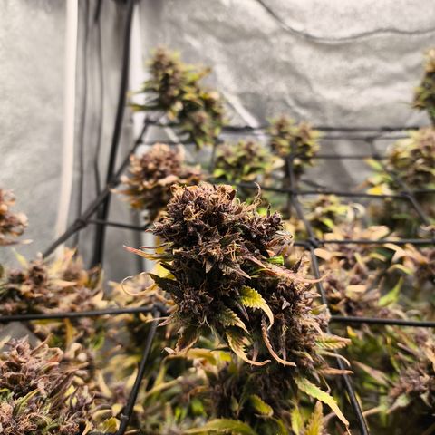 Lemon Cherry Cookies Auto growlog timeline photo