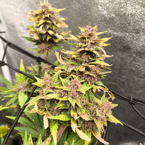 Apricot Auto growlog timeline photo