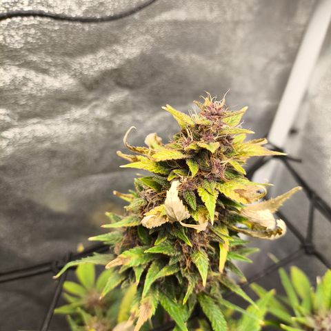 Apricot Auto growlog timeline photo