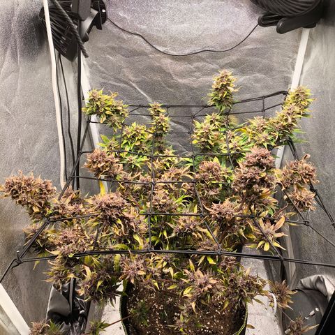 Apricot Auto growlog timeline photo