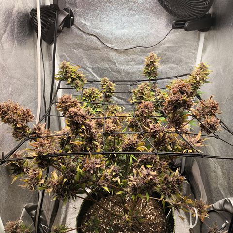Apricot Auto growlog timeline photo