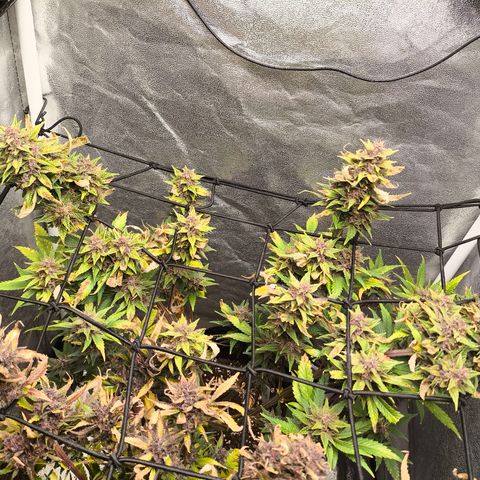 Apricot Auto growlog timeline photo