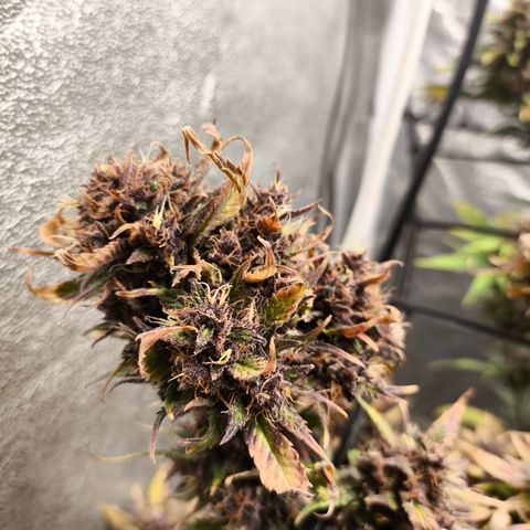 Lemon Cherry Cookies Auto growlog timeline photo