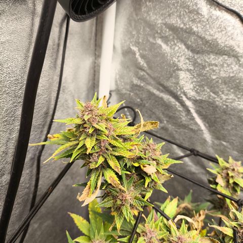 Apricot Auto growlog timeline photo