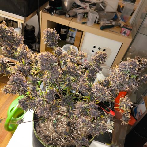 Lemon Cherry Cookies Auto growlog timeline photo