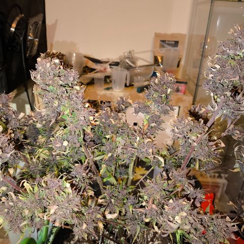 Lemon Cherry Cookies Auto growlog timeline photo
