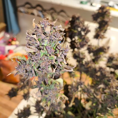 Lemon Cherry Cookies Auto growlog timeline photo