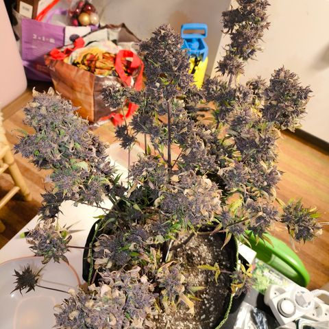 Lemon Cherry Cookies Auto growlog timeline photo