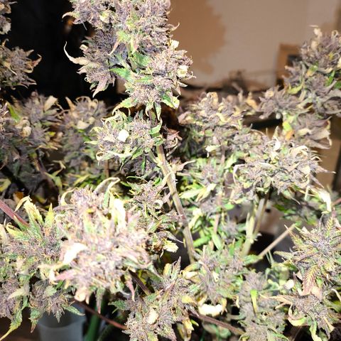 Lemon Cherry Cookies Auto growlog timeline photo