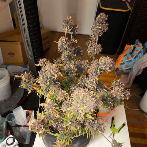 Lemon Cherry Cookies Auto growlog timeline photo