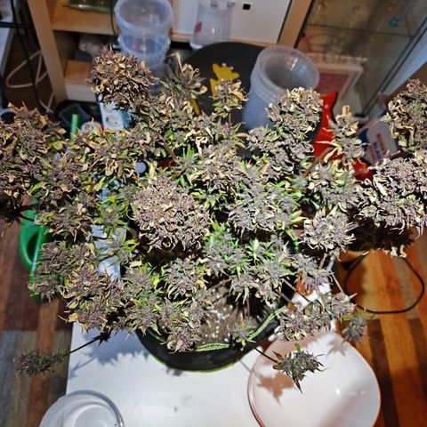 Lemon Cherry Cookies Auto growlog timeline photo