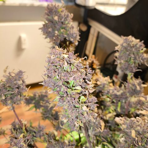 Lemon Cherry Cookies Auto growlog timeline photo