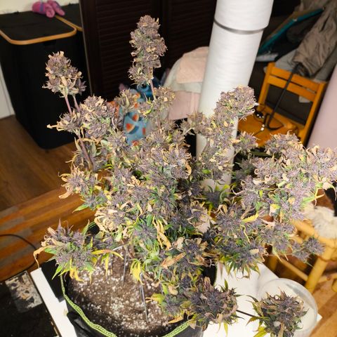 Lemon Cherry Cookies Auto growlog timeline photo