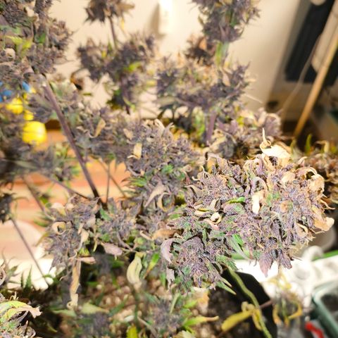 Lemon Cherry Cookies Auto growlog timeline photo