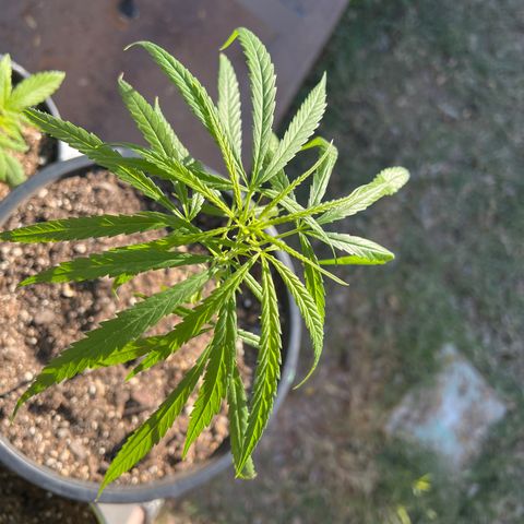 Thai growlog timeline photo