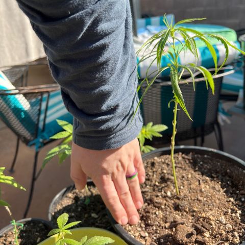Thai growlog timeline photo