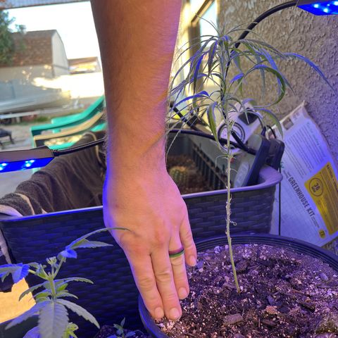 Thai growlog timeline photo