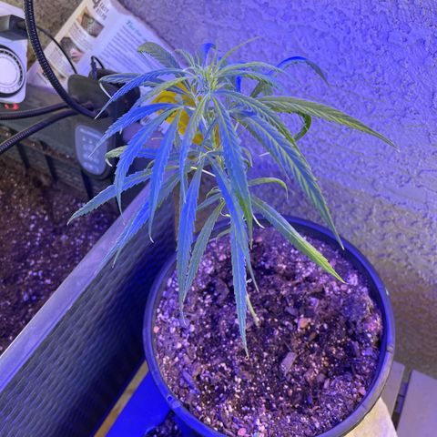 Thai growlog timeline photo