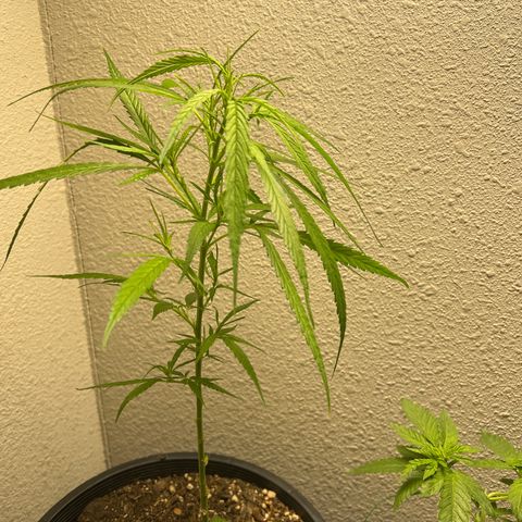 Thai growlog timeline photo