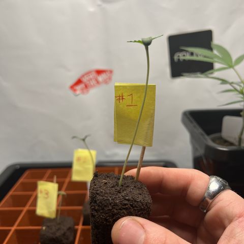 Citron #1  growlog timeline photo