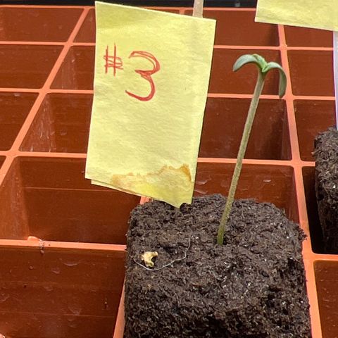 Citron #3  growlog timeline photo