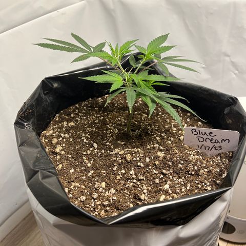 Blue Dream growlog timeline photo